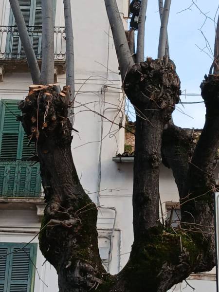   ALBERI VIOLENTATI: A SULMONA TUTTO COME PRIMA
