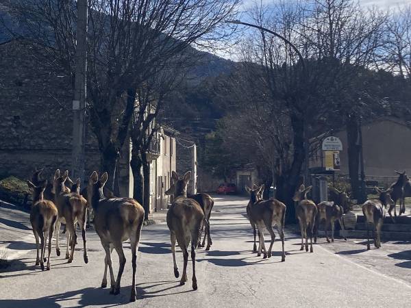 In Abruzzo non esiste solo un problema orso marsicano, ma anche un problema cervo 
