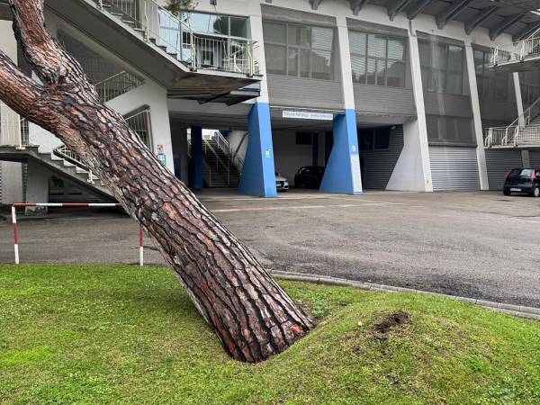 Cade un albero sullo stadio di Pescara, via libera all'abbattimento