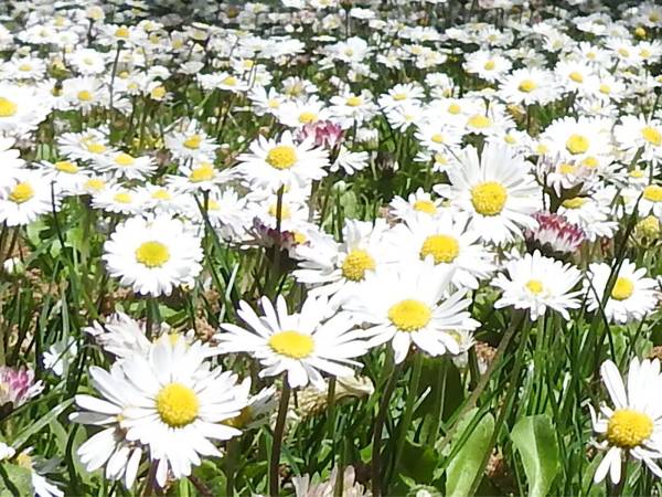 Bentornata Primavera!