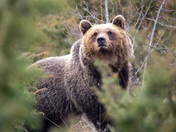 La Cassazione in soccorso dell’Orso marsicano… e dei cittadini!          