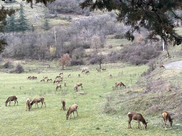 Dai Cervi al Patom: una gara di incompetenze