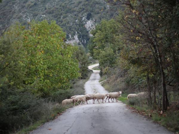 La transumanza non ha bisogno di essere salvata dalla nostalgia ma di essere capita