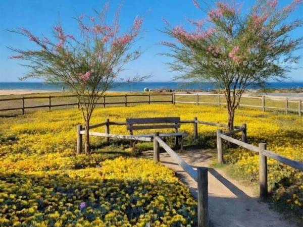 Guide del Borsacchio APS: osservazione al Piano Spiaggia per un giardino dunale e punto naturalistico all’ex Hotel Mion