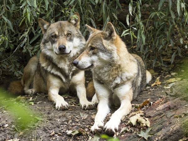 SUI LUPI AVVELENATI IN ABRUZZO