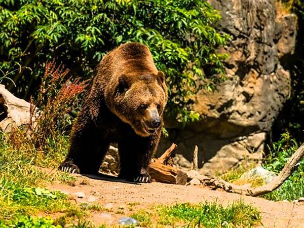 Donna sbranata a Trivigno. Ipotesi di attacco da parte di un'orsa