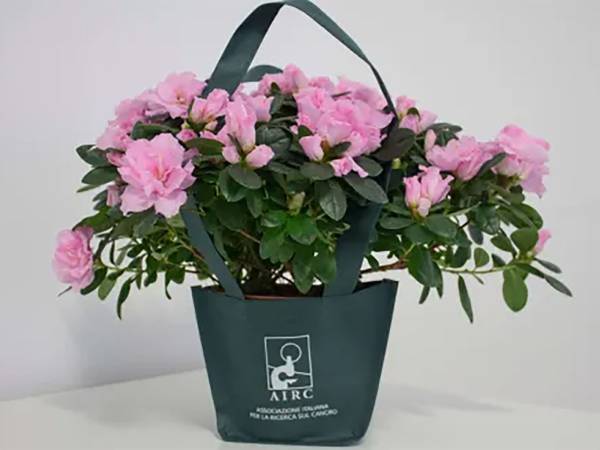 Regala l’Azalea della Ricerca