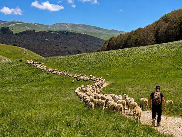In Abruzzo c'è un agriturismo dove puoi adottare una pecora e mangiare i formaggi dei pastori