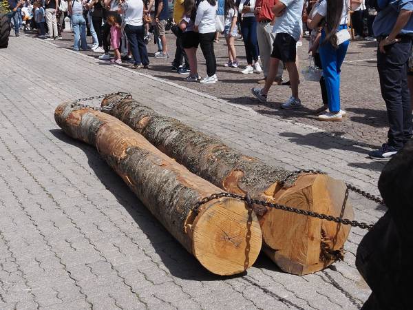 Dopo i muli e i cavalli, i bambini con i cestini di pagnottelle e i mezzi agricoli con travi di legno