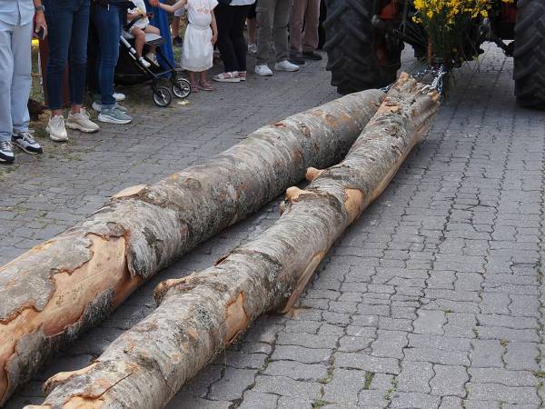 Dopo i muli e i cavalli, i bambini con i cestini di pagnottelle e i mezzi agricoli con travi di legno