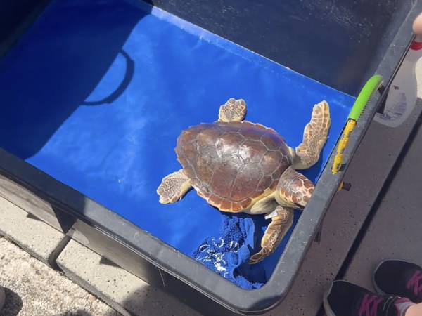 Italian Turtle Day, otto tartarughe marine già tornate in libertà