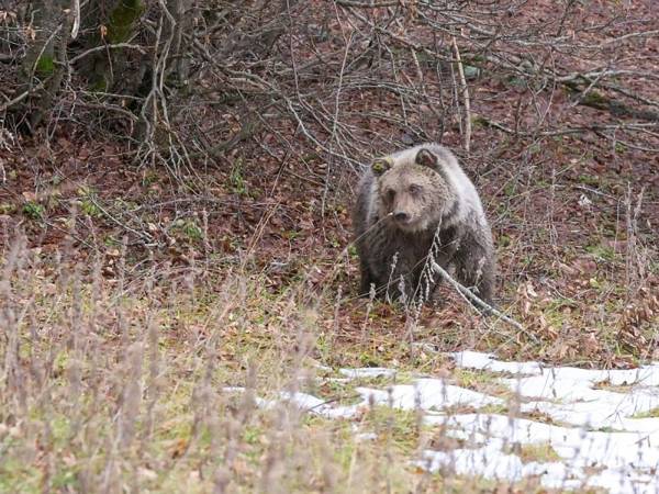 ORSO MARSICANO: NEWS E NON NEWS 