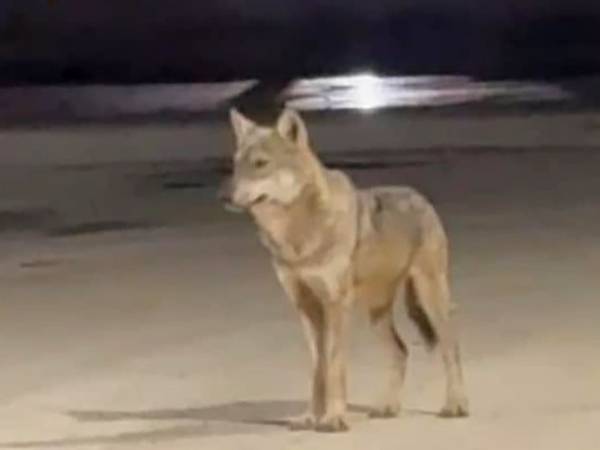 Sui lupi avvistati a Pescara in città gli esperti rassicurano: "Fenomeno noto e monitorato, non c'è emergenza"