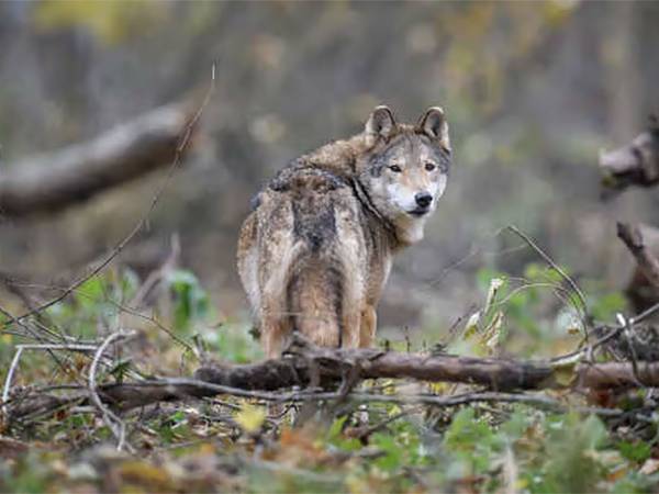 UN LUPO HA CERCATO DI PREDARE UNA BAMBINA!