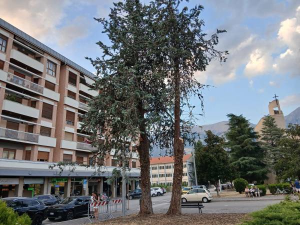 SULMONA,  PINI  DI  PIAZZA CAPOGRASSI: C’È LA RELAZIONE TECNICA PER L’ABBATTIMENTO? 