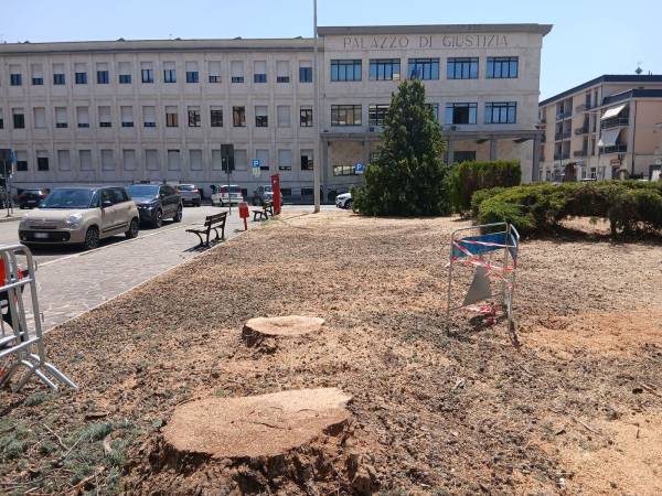 PER IL SINDACO TIRABASSI GLI ALBERI NON ESISTONO