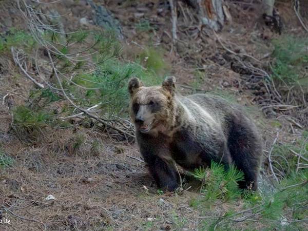 Sul Pnalm e l'orso marsicano