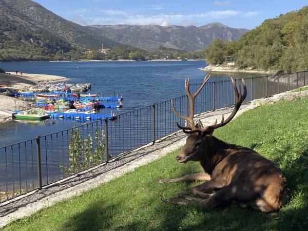 Ordinanza del sindaco di Scanno sul comportamento in presenza di animali selvatici