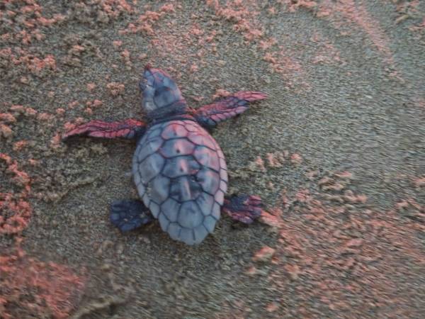 Nido tartaruga Marina nella Riserva Borsacchio: nate e protette tutte le tartarughe