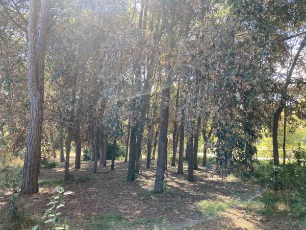 LA PINETA DANNUNZIANA DI PESCARA