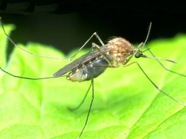 West Nile in Abruzzo, il Presidente di Enbital Provino: "Massima attenzione per la tutela della salute pubblica"